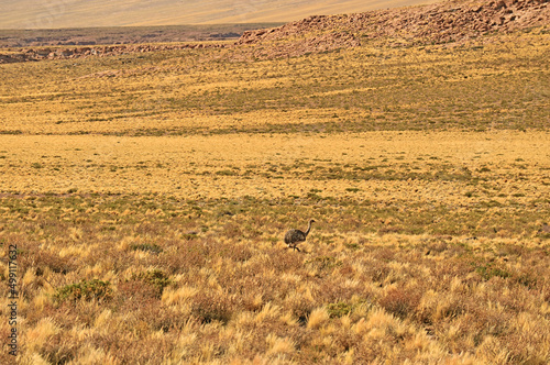 Puna Rhea or Rhea Tarapacensis, a Close Relative of  Lesser Rhea Bird in Atacama desert, Los Flamencos National Reserve, Antofagasta region, Chile photo