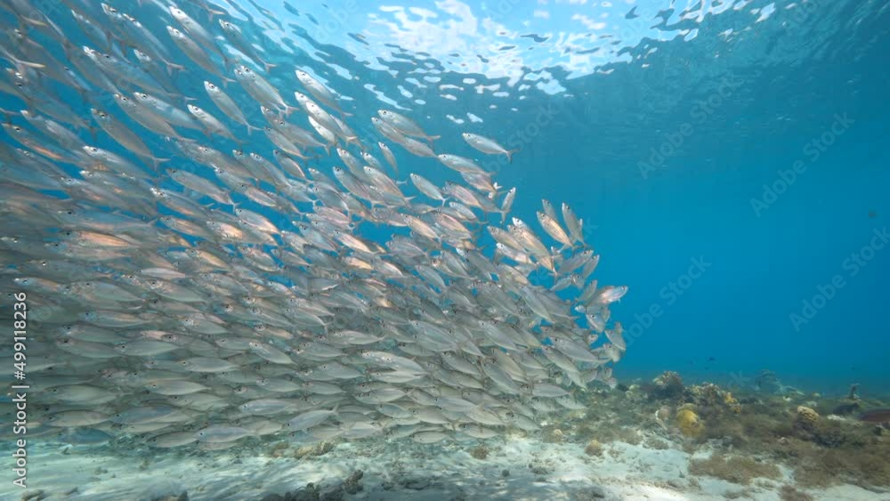 4K 120 fps Super Slow Motion Seascape with Bait Ball, School of Fish in the coral reef of the Caribbean Sea, Curacao 4K 120 fps Super Slow Motion Seascape with Bait Ball, School of Fish in the coral reef of the Caribbean Sea, Curacao