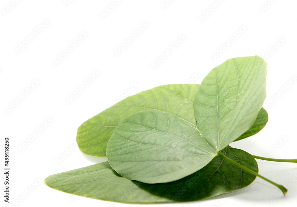 Obraz premium Heart-shaped green leaves created by clear straight and curved lines in nature. White background, shot in my home studio.