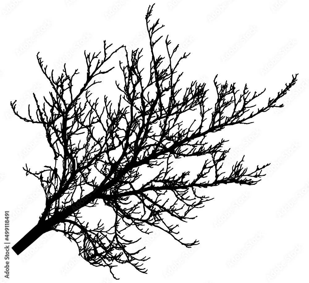 Fototapeta premium Bare branch of tree, silhouette. Vector illustration