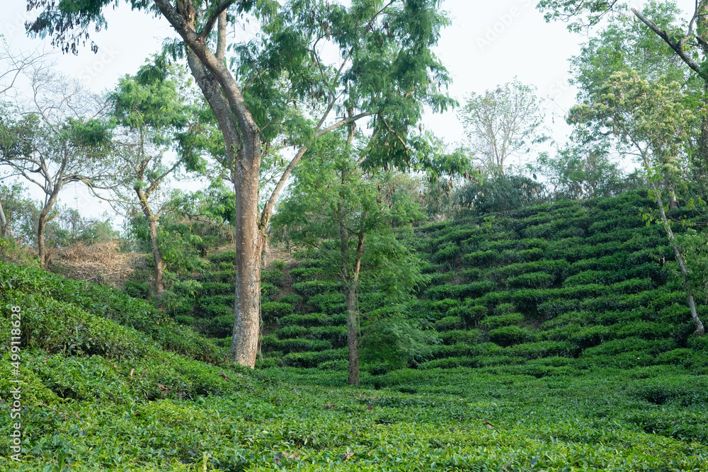 The Most Beautiful Tea Gardens in Bangladesh to visit