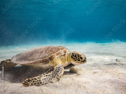 Seascape with Green Sea Turtle in the coral reef of Caribbean Sea  Curacao