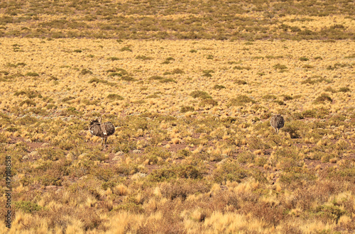 Back of Two Puna Rhea or Rhea Tarapacensis Bird in the Ichu Grass Field of Atacama desert of Los Flamencos National Reserve, Antofagasta region, Chile photo