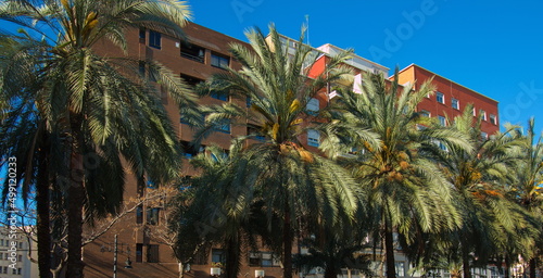 Large palm trees on Avinguda del Regne de Valencia in Valencia,Spain,Europe
 photo