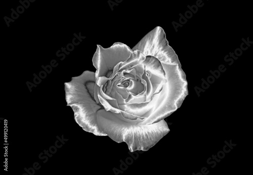 Pop Art Surreal Style Amazing Silver Rose with Dewdrop Isolated on Black Backdrop photo