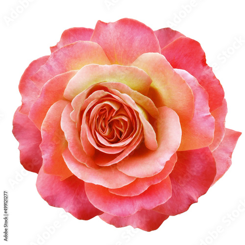 Red  rose flower  on white isolated background with clipping path. Closeup. For design. Nature.
