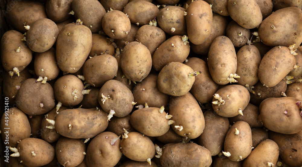 Lots of potatoes with sprouts. Concept: potato, vegetable garden, farming, agriculture Lots of potatoes with sprouts. Concept: potato, vegetable garden, farming, agriculture