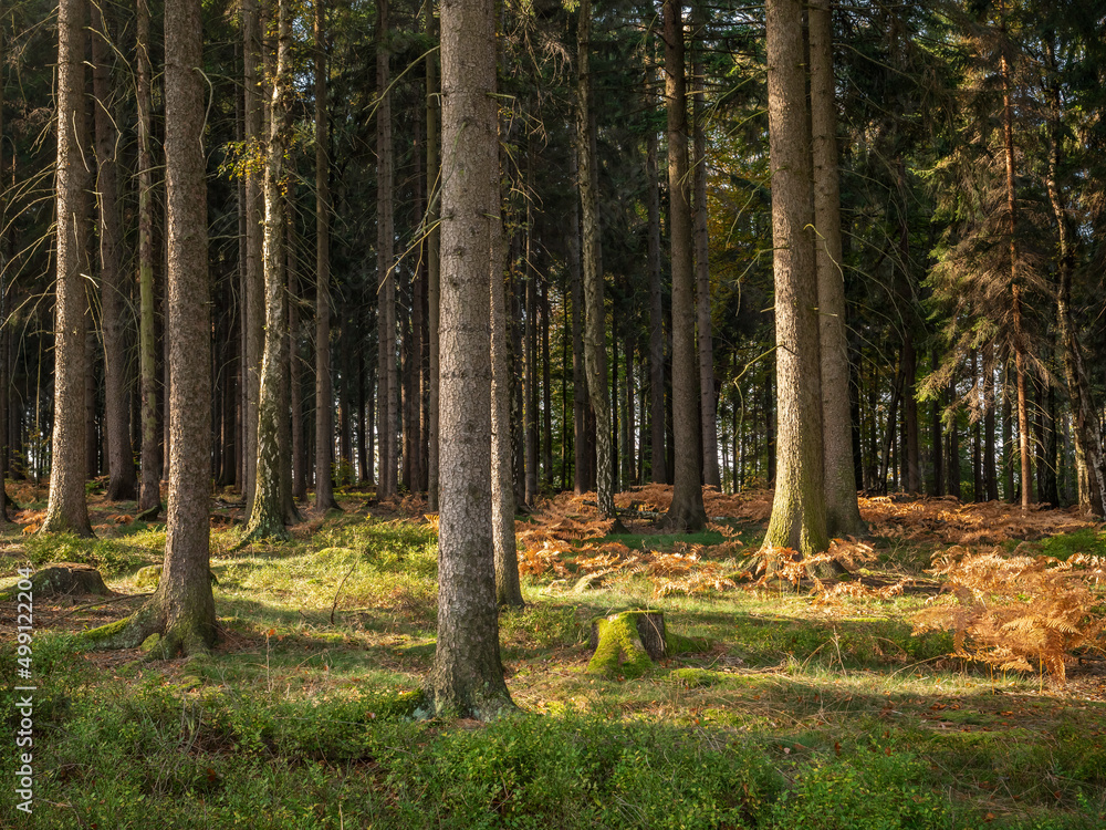 Quirl in der Sächsischen Schweiz - Wald Oberer Rundweg Quirl in der Sächsischen Schweiz - Wald Oberer Rundweg