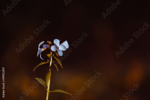 Cardamine bulbifera photo