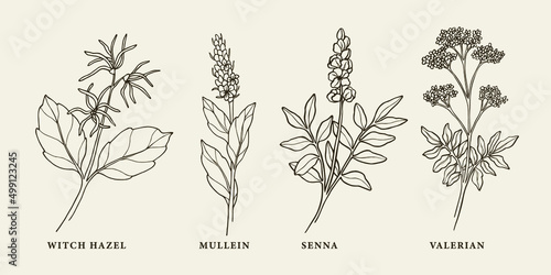 Set of hand drawn witch hazel, mullein, senna, valerian