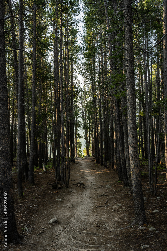 Tall Pine Trees Flank Narrow Dirt Trail