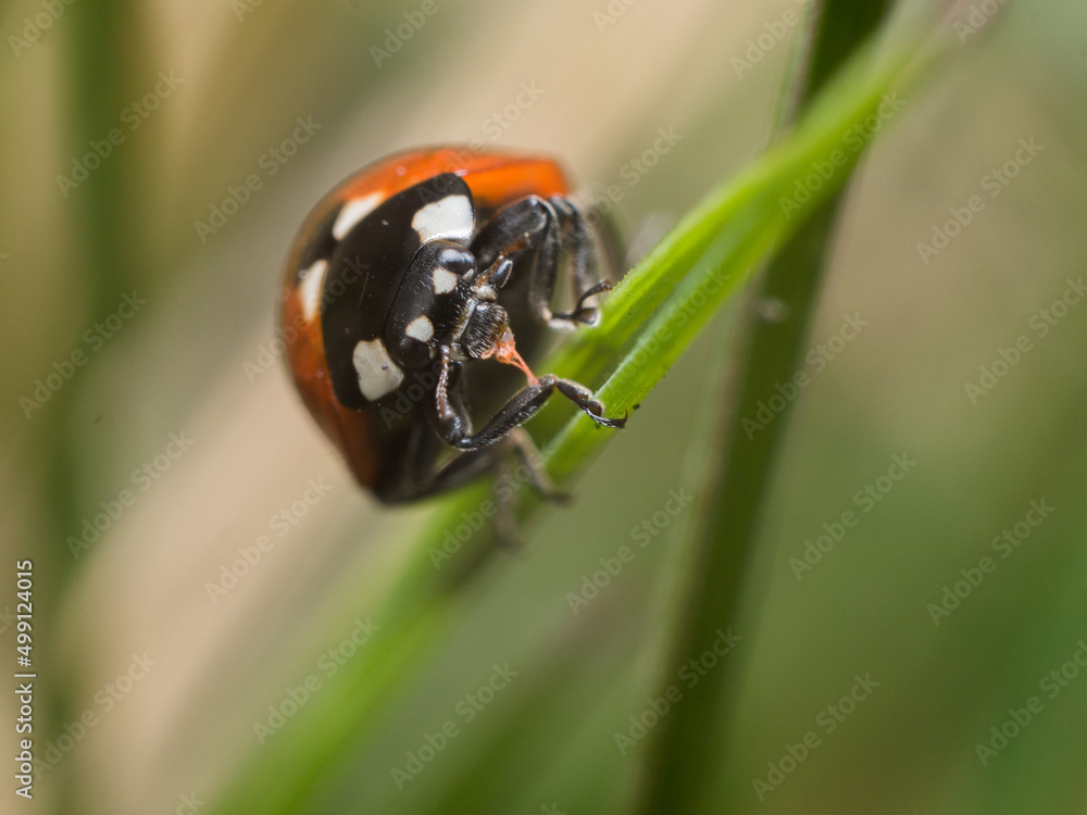 Fototapeta premium ladybug eating