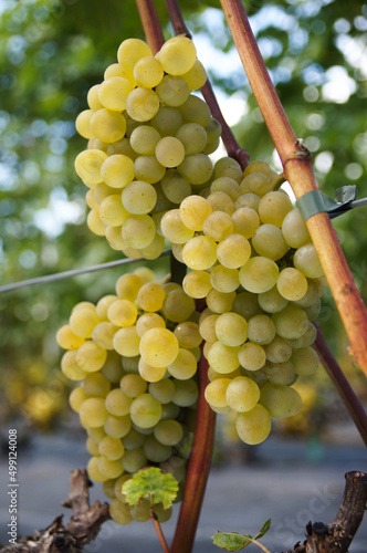 Winorośl o białych owocach na winnicy