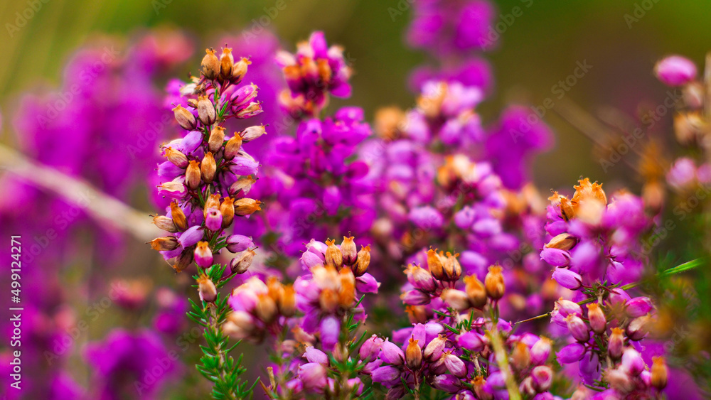 Macro de fleurs de bruyère sauvages, dans la forêt des Landes de Gascogne Macro de fleurs de bruyère sauvages, dans la forêt des Landes de Gascogne