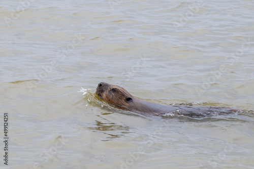 Floating beaver in Baltic sea water.
