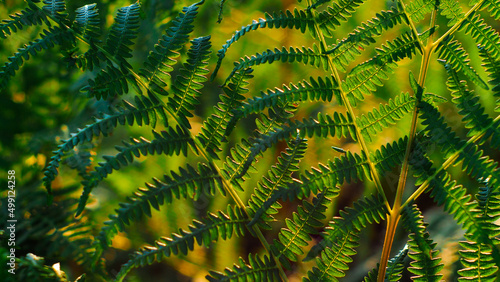 Macro de feuilles de fougère vertes, photographiée sà pleine ouverture