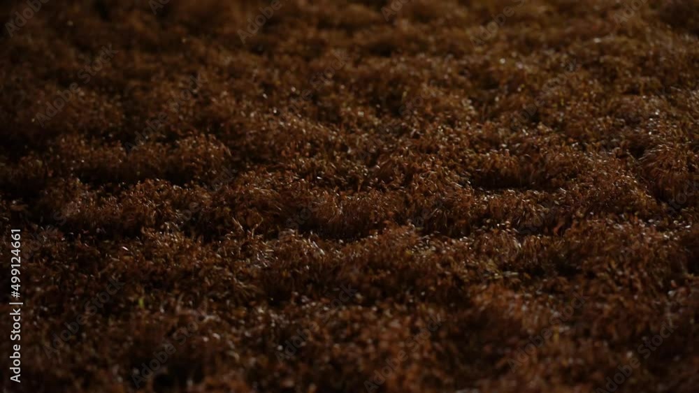 Sorting and cleaning of flax grain with vibration Sorting and cleaning of flax grain with vibration