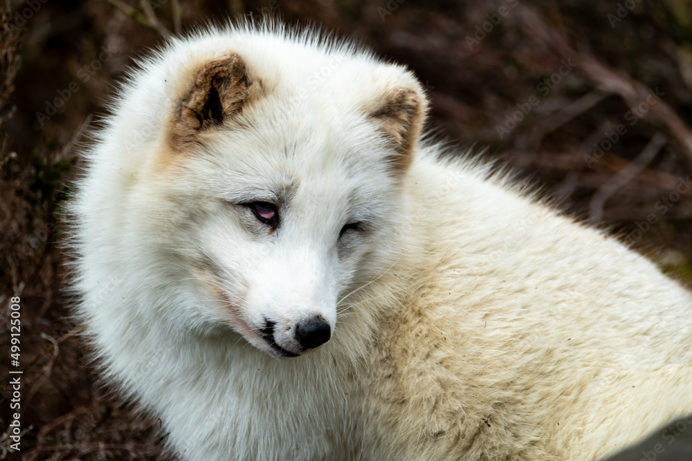 White arctic fox resting in the wilderness White arctic fox resting in the wilderness