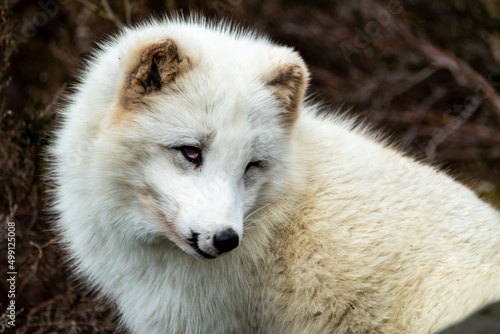 White arctic fox resting in the wilderness