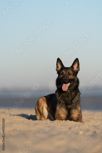 Fotografie Portrait Schäferhundrüde Paco am Strand