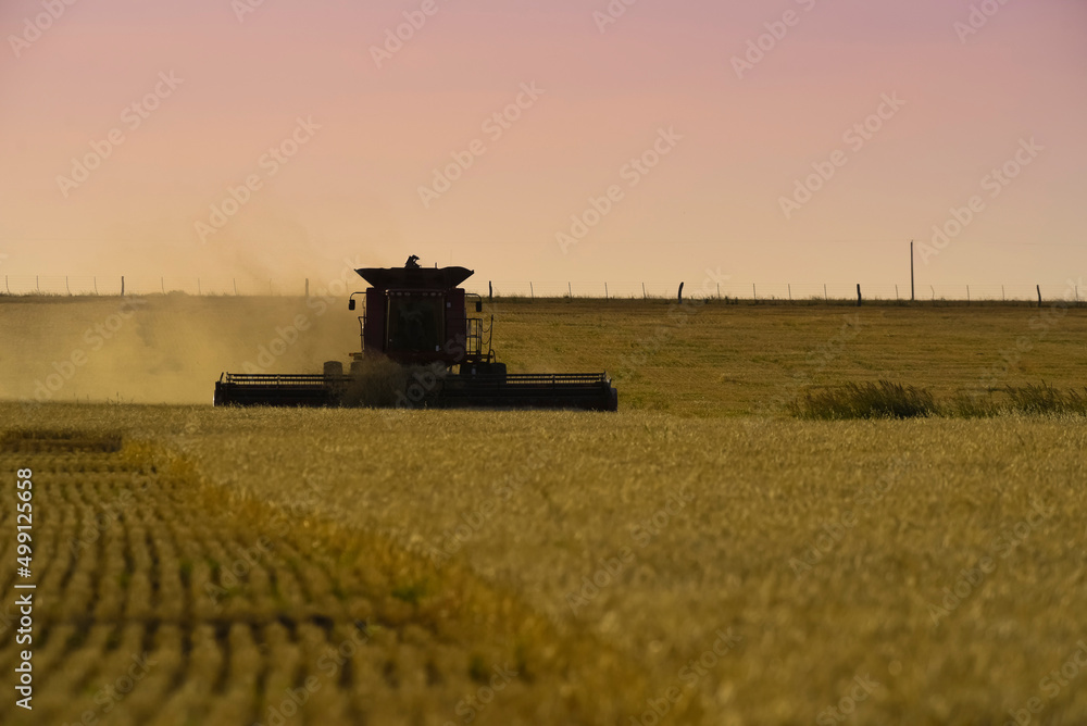 Naklejka premium Harvester machine, harvesting in the Argentine countryside, Buenos Aires province, Argentina.