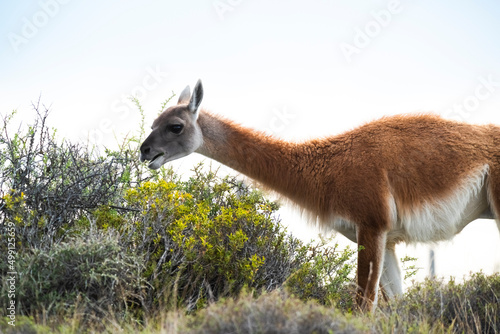 Guanaco in semidesertic landscape, Peninsula Valdes, Patagonia, Argentina photo