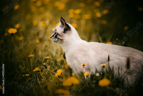 A cute tabby purebred cat walks in a green meadow among the yellow beautiful dandelion flowers on a summer day. A walk of a pet in nature.