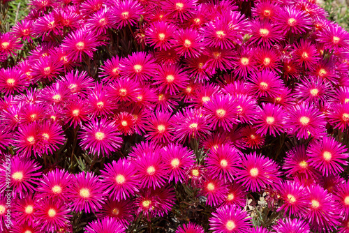 a bush of beautiful pink New Belgian Asters in the garden on a sunny summer day