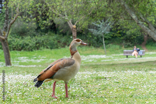 Egyptian Goose, Alopochen aegyptiacus in the Park. Porto