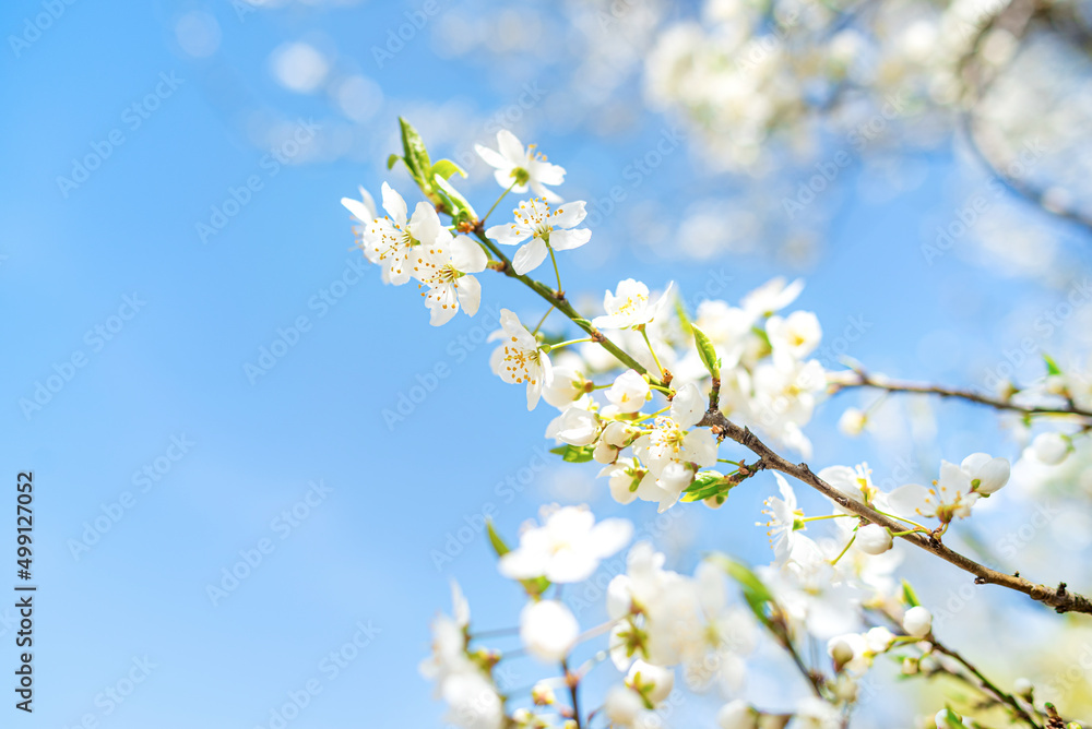 Spring fresh flowers on the tree.