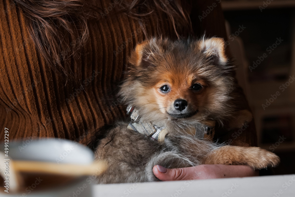 Obraz premium Cute small pomeranian spitz dog lying on owners legs