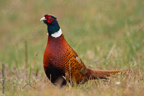 Male common pheasant, phasianus colchicus, looking into camera on a green meadow in spring. Attentive cock with red and orange feathers standing on field. Ring-necked bird in nature from low angle.