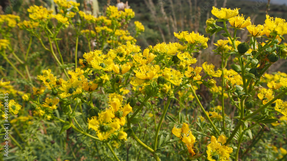 Fototapeta premium Piante e fiori selvatici