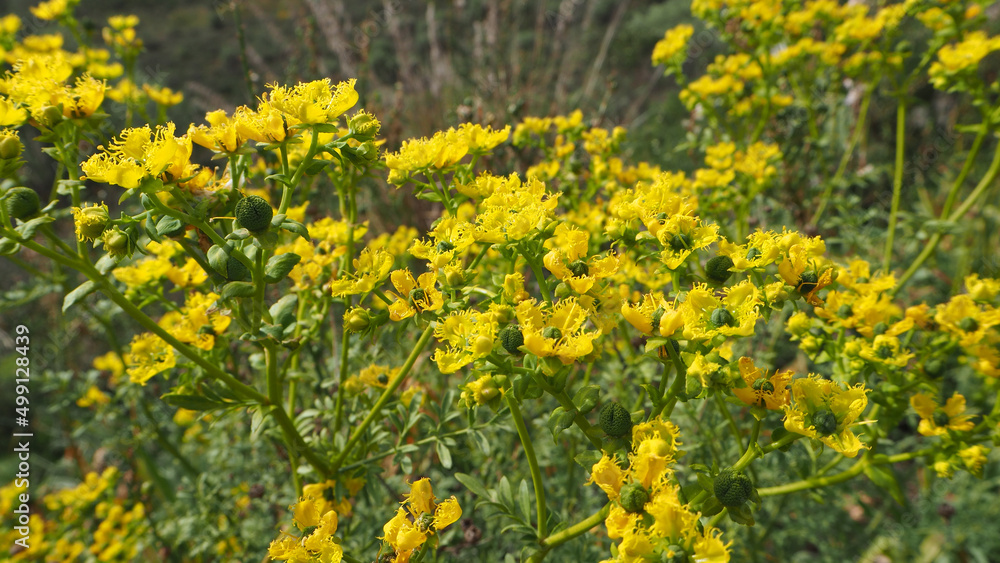 Piante e fiori selvatici Piante e fiori selvatici