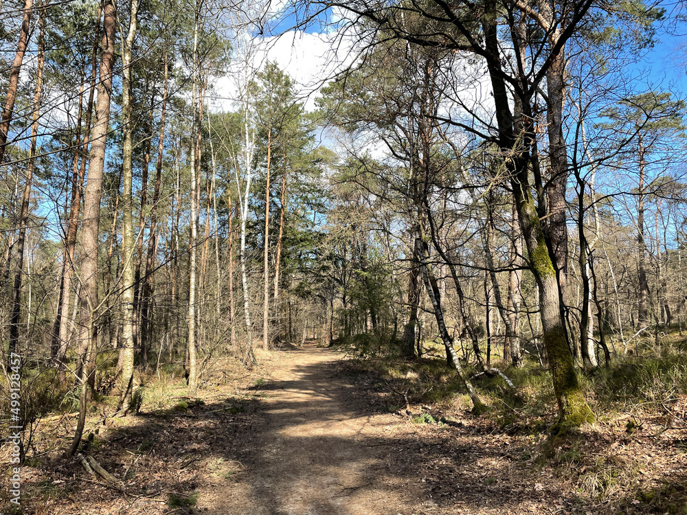 Fototapeta premium Forest around Epe in the Netherlands
