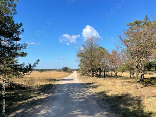 Gravel road through the forest