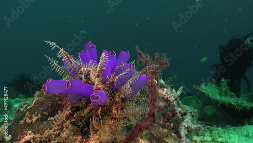 Blue ascidians attached on coral rock on tropical coral reef photo