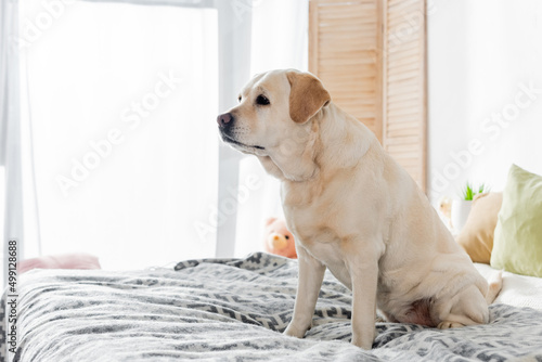 yellow labrador looking away while sitting on bed at home.