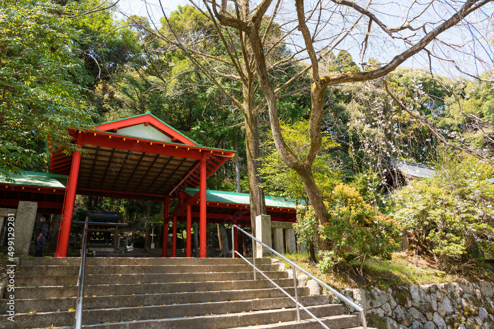 Naklejka premium 近江神宮の桜