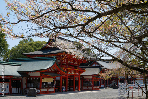 近江神宮の桜