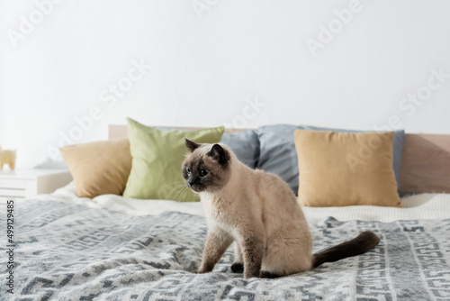 fluffy cat sitting on soft bed near pillows on blurred background.