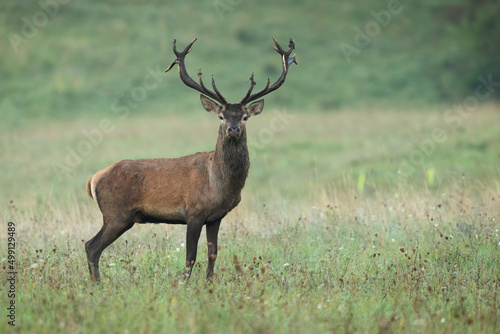 Alert red deer, cervus elaphus, stag with antlers dirty from mud looking into the camera on a meadow in autumn. Attentive wild mammal standing from side view with copy space. Animal wildlife.