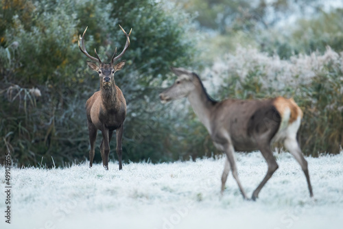 Red deer, cervus elaphus, stag observing a hind on a meadow with grass covered by white frost. Two wild animals in cold weather. Mammal with brown fur and antlers looking on a hay field.