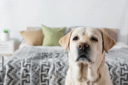 labrador dog looking at camera near blurred bed at home.