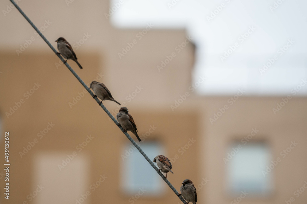 Sparrows are sitting on wires Sparrows are sitting on wires
