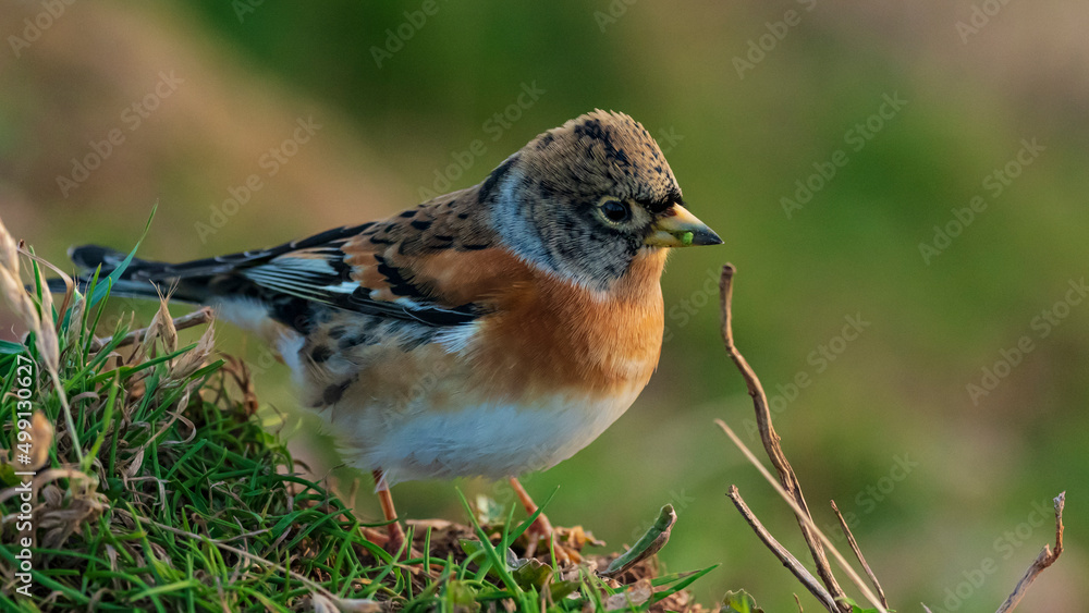 Bergfink (Fringilla montifringilla) Bergfink (Fringilla montifringilla)