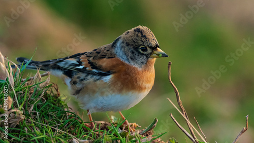 Bergfink (Fringilla montifringilla)