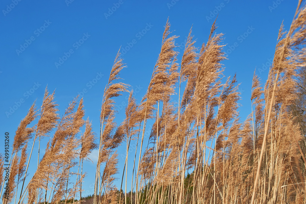 Inflorescences of dry ordinary reed growing on the riverbank Inflorescences of dry ordinary reed growing on the riverbank