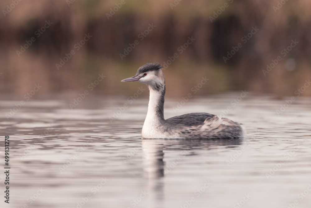 Grebe swims in the water in the early morning in winter, water bird, dutch nature photo Grebe swims in the water in the early morning in winter, water bird, dutch nature photo