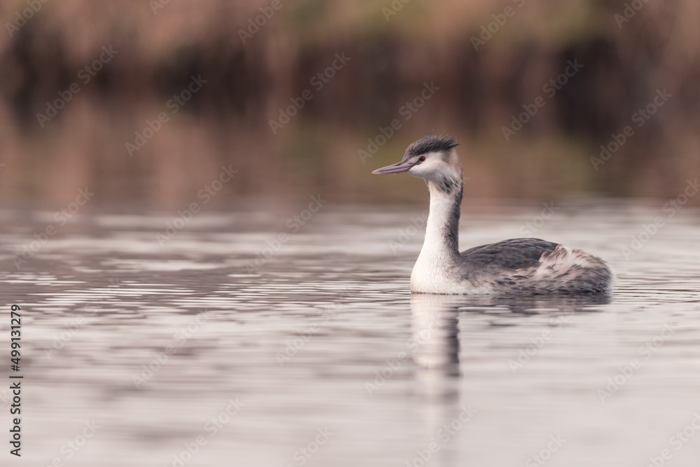 Grebe swims in the water in the early morning in winter, water bird, dutch nature photo